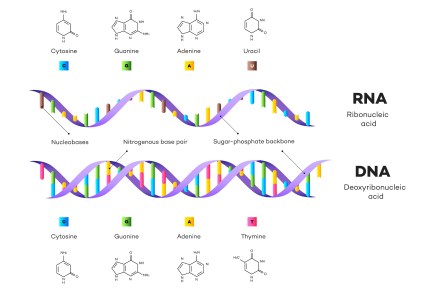 Recherche en laboratoire sur la thérapie génique